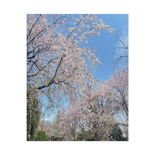 Cherry Blossom Rolled Poster — Spring Floral Wall Art